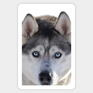 Husky Sticker